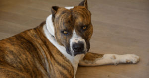 5 Myths About American Staffordshire Terriers You Should
Stop Believing