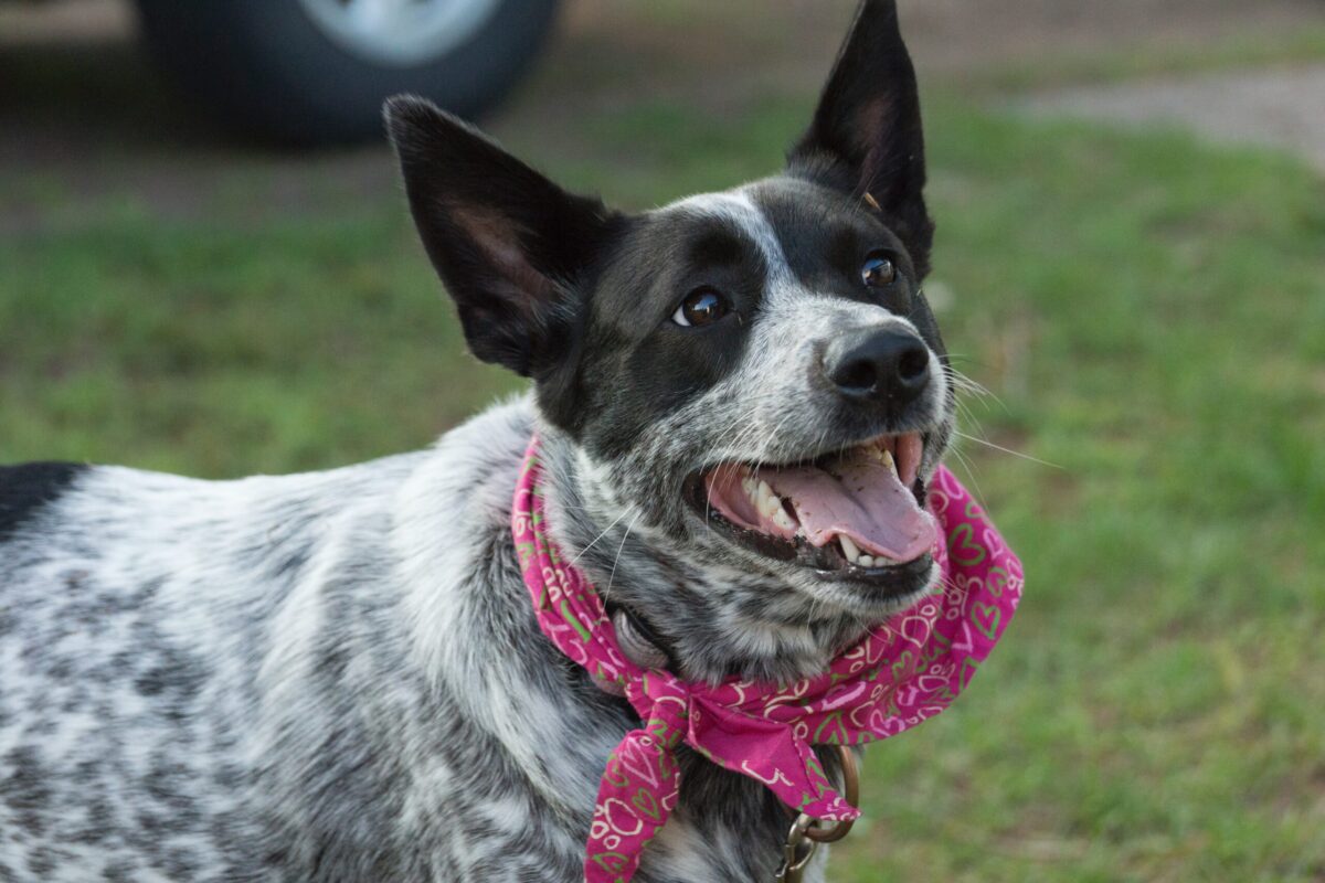 5 Myths About Australian Cattle Dogs You Should Stop
Believing