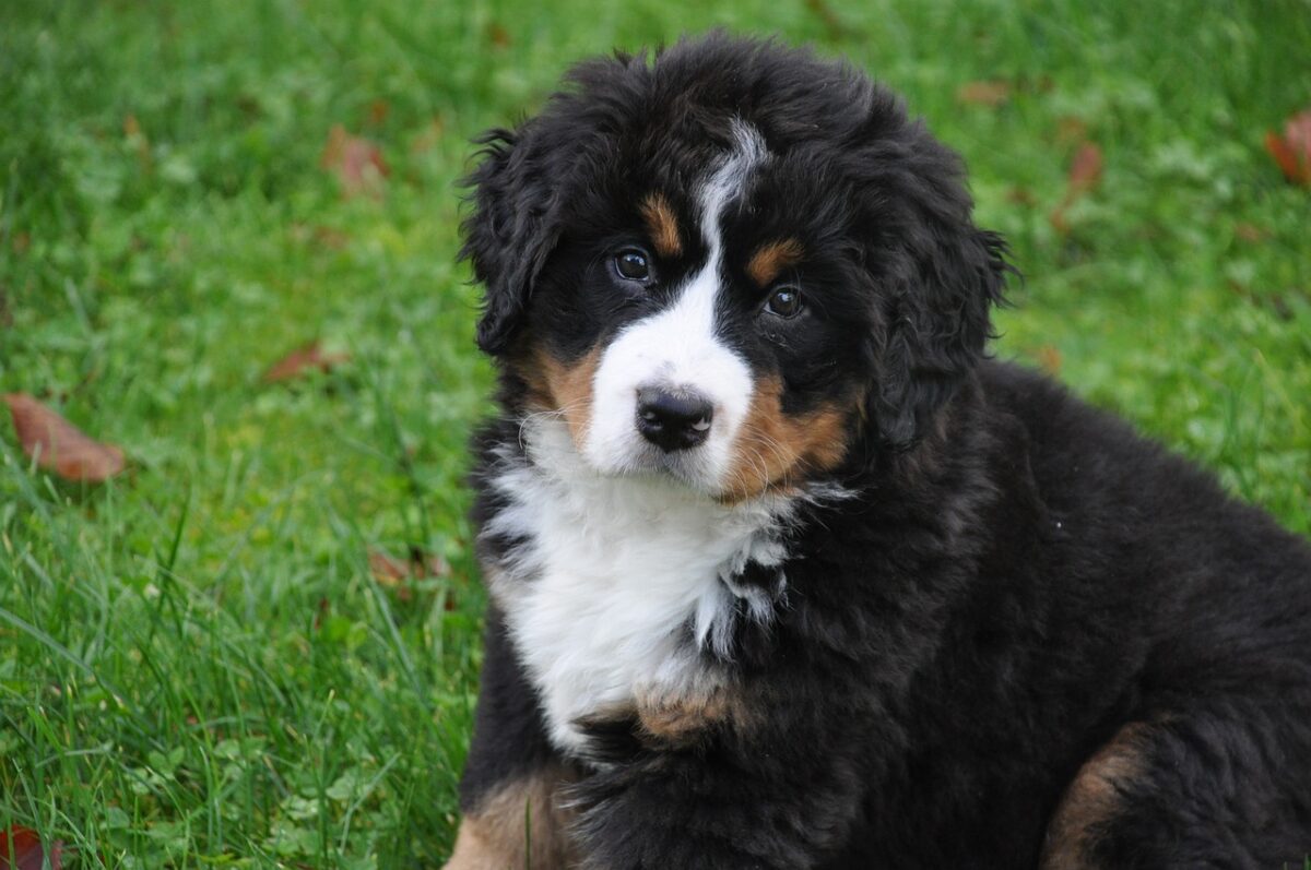 5 Myths About Bernese Mountain Dogs You Should Stop
Believing