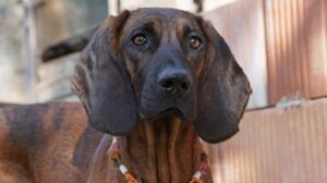 5 Myths About Bloodhounds You Should Stop Believing