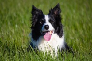 5 Myths About Border Collies You Should Stop
Believing