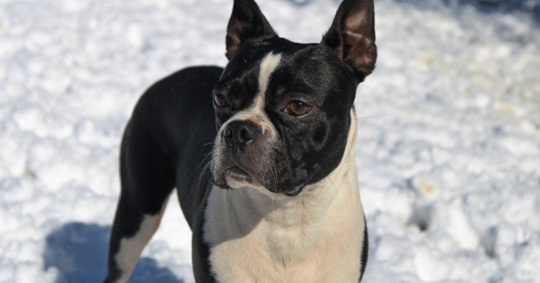 5 Myths About Boston Terriers You Should Stop
Believing