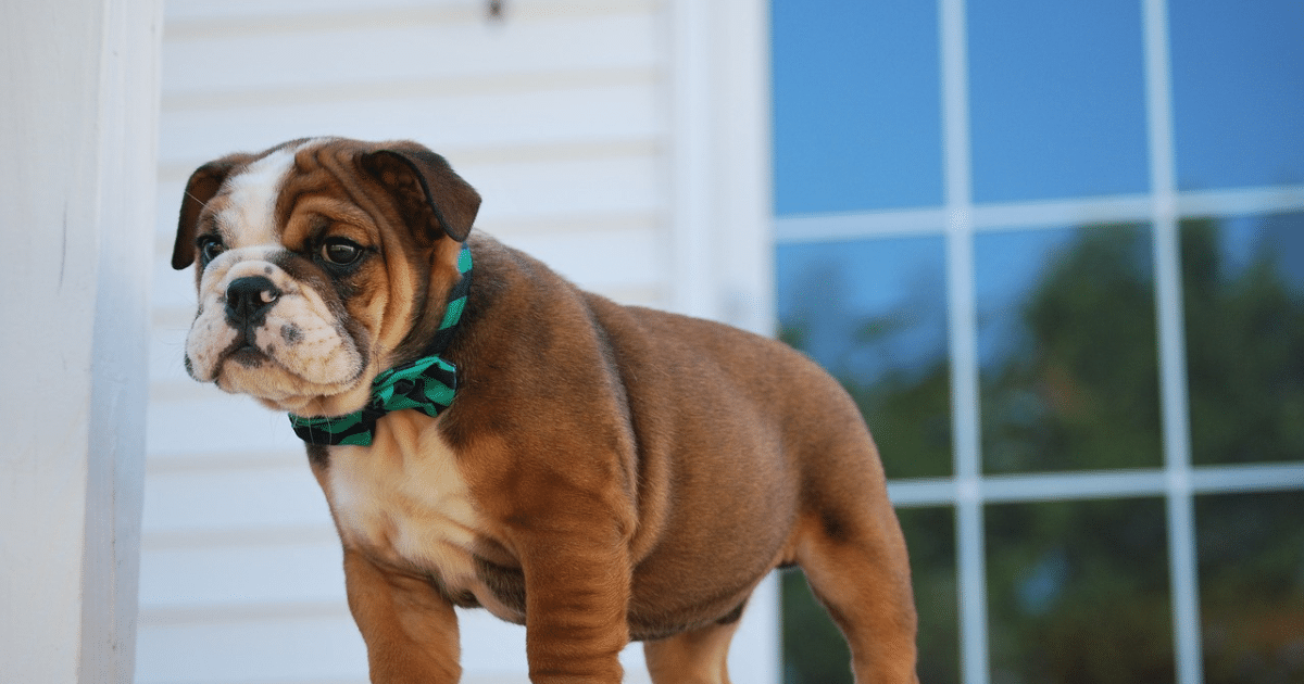 5 Myths About Bulldogs You Should Stop Believing