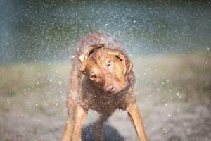 5 Myths About Chesapeake Bay Retrievers You Should Stop
Believing