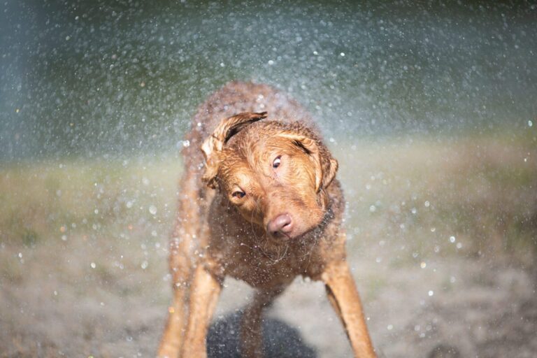 11 Dog Breeds That Love Water And Swimming The Most