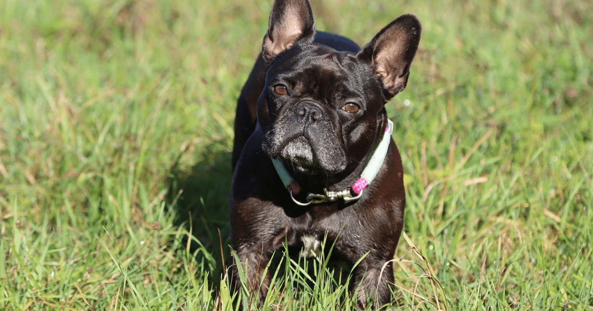 5 Myths About French Bulldogs You Should Stop
Believing