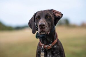 5 Myths About German Shorthaired Pointers You Should Stop
Believing