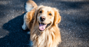 5 Myths About Golden Retrievers You Should Stop
Believing