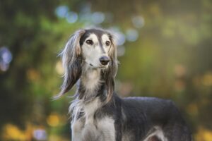 5 Myths About Greyhounds You Should Stop Believing