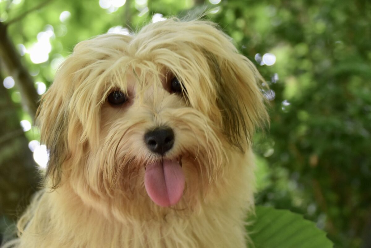 5 Myths About Havanese You Should Stop Believing