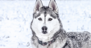 5 Myths About Huskies You Should Stop Believing