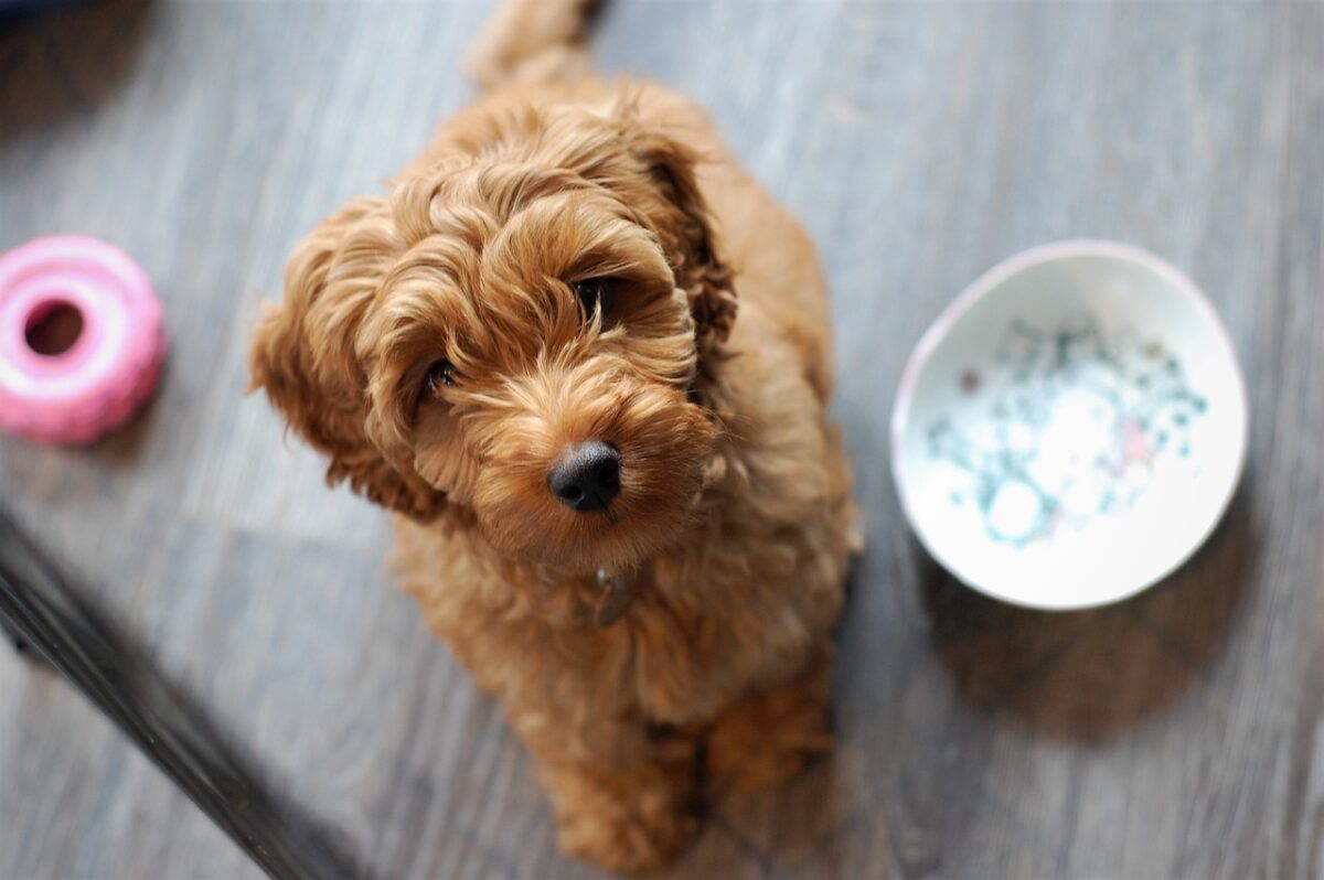 5 Myths About Labradoodles You Should Stop Believing