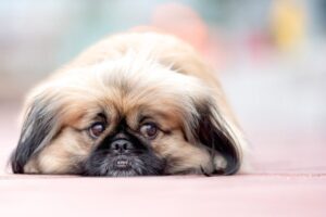 5 Myths About Pekingese You Should Stop Believing