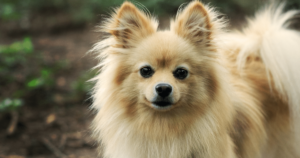 5 Myths About Pomeranians You Should Stop Believing