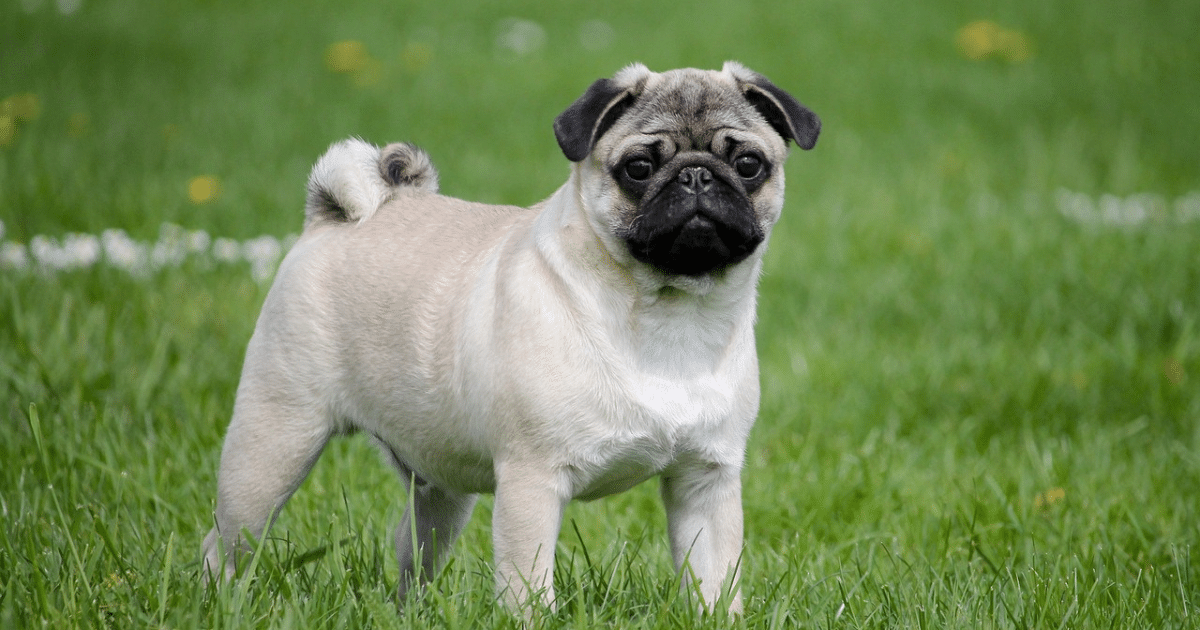 5 Myths About Pugs You Should Stop Believing