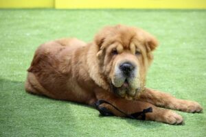 5 Myths About Shar Peis You Should Stop Believing