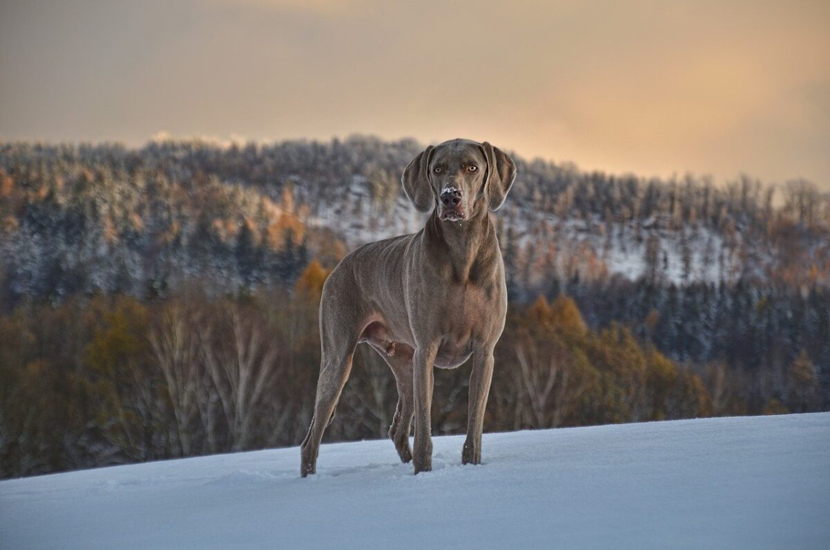 5 Myths About Weimaraners You Should Stop Believing