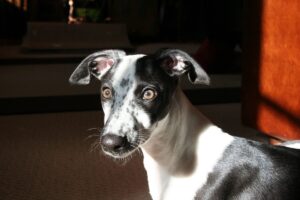 5 Myths About Whippets You Should Stop Believing