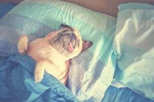 6 Dog Breeds In The Snoring Hall Of Fame