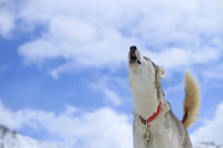 6 Dog Breeds Most Likely to Howl Along to Your Favorite
Songs