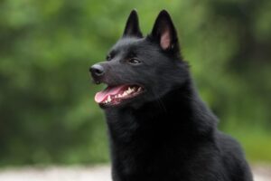 6 Dog Breeds With Charcoal Coats