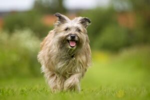 6 Lesser-Known Dog Breeds With Exceptional Lifespans