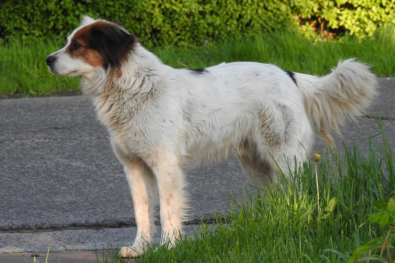 6 Surprising Guard Dog Breeds That Are Gaining
Popularity