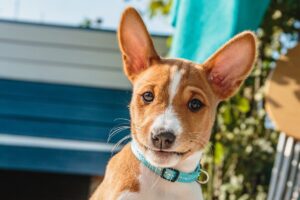 6 Urban-Friendly Dog Breeds: Puppies that Excel in City
Living