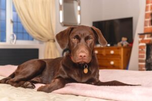 7 Calm Dog Breeds Perfect for a Peaceful Home
Environment