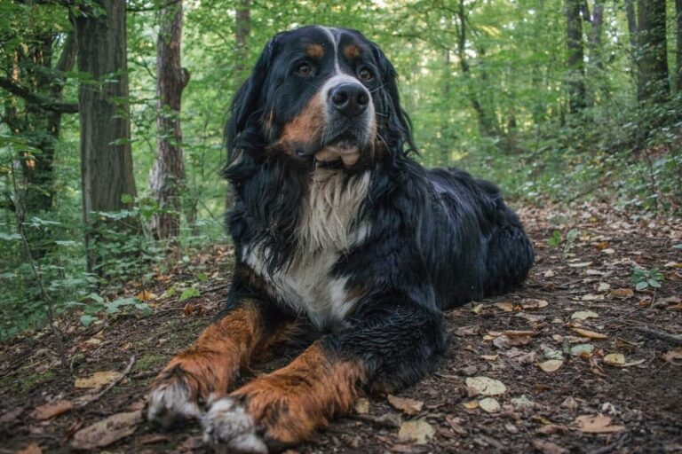 7 Crazy Things That Are Perfectly Normal For Bernese
Mountain Dogs