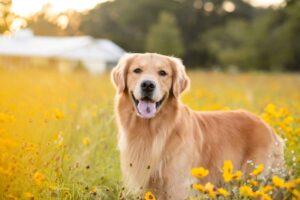 7 Dog Breeds Are Pure Sunshine On Four Paws