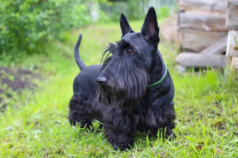 7 Dog Breeds With Jet Black Coats