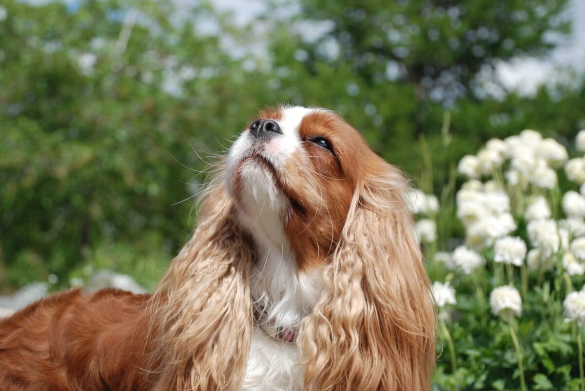 7 Dog Breeds with a History of Royalty and Nobility