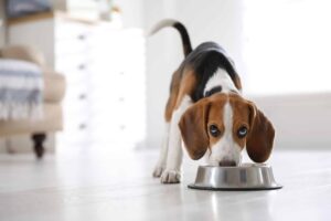 7 Dog Breeds with the Biggest Appetites