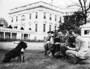 7 Famous Presidential Dogs And The Pawsitive Impact They
Made