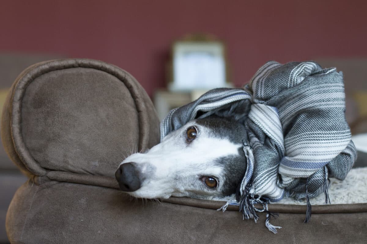 7 Lesser-Known Dog Breeds for People Who Work All
Day