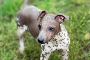 7 Surprising Small Dog Breeds That Are Gaining
Popularity