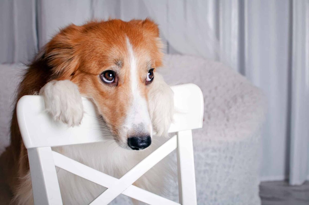 7 Things You Might Be Doing That Hurt Your Dog’s
Feelings