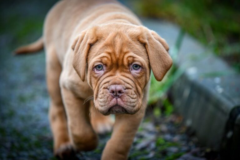 7 Wrinkly Dog Breeds That Will Steal Your Heart