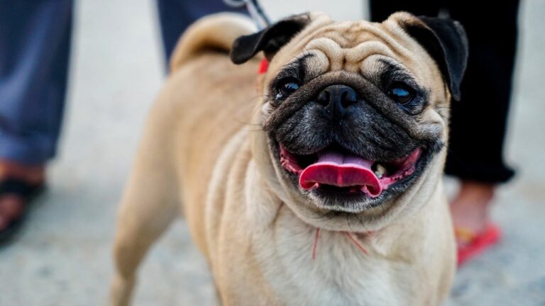 8 Cheery Dog Breeds That Are Walking Sunshine