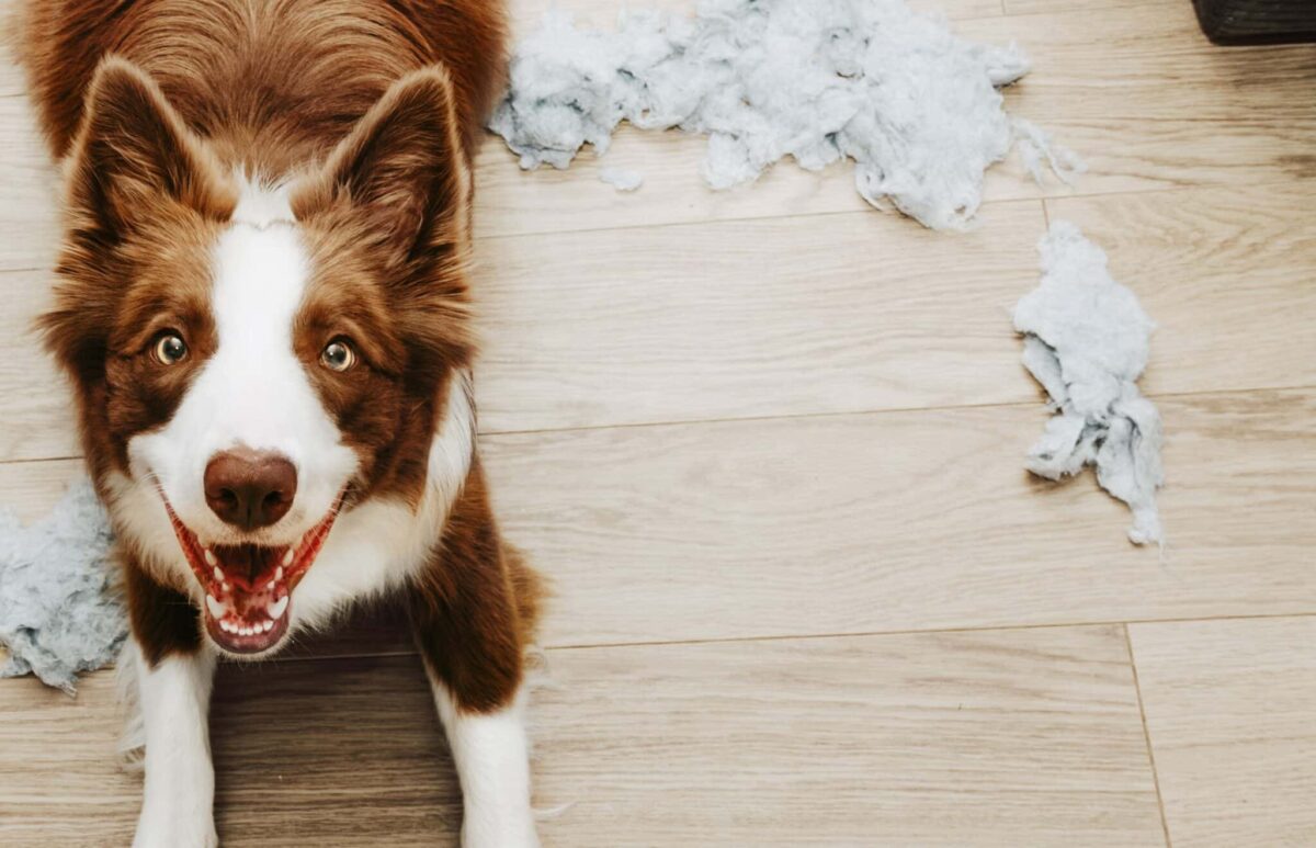 8 Dog Breeds Most Likely to Eat Your Homework