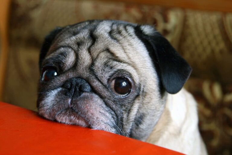 8 Dog Breeds That Are Masters of the Guilt Trip