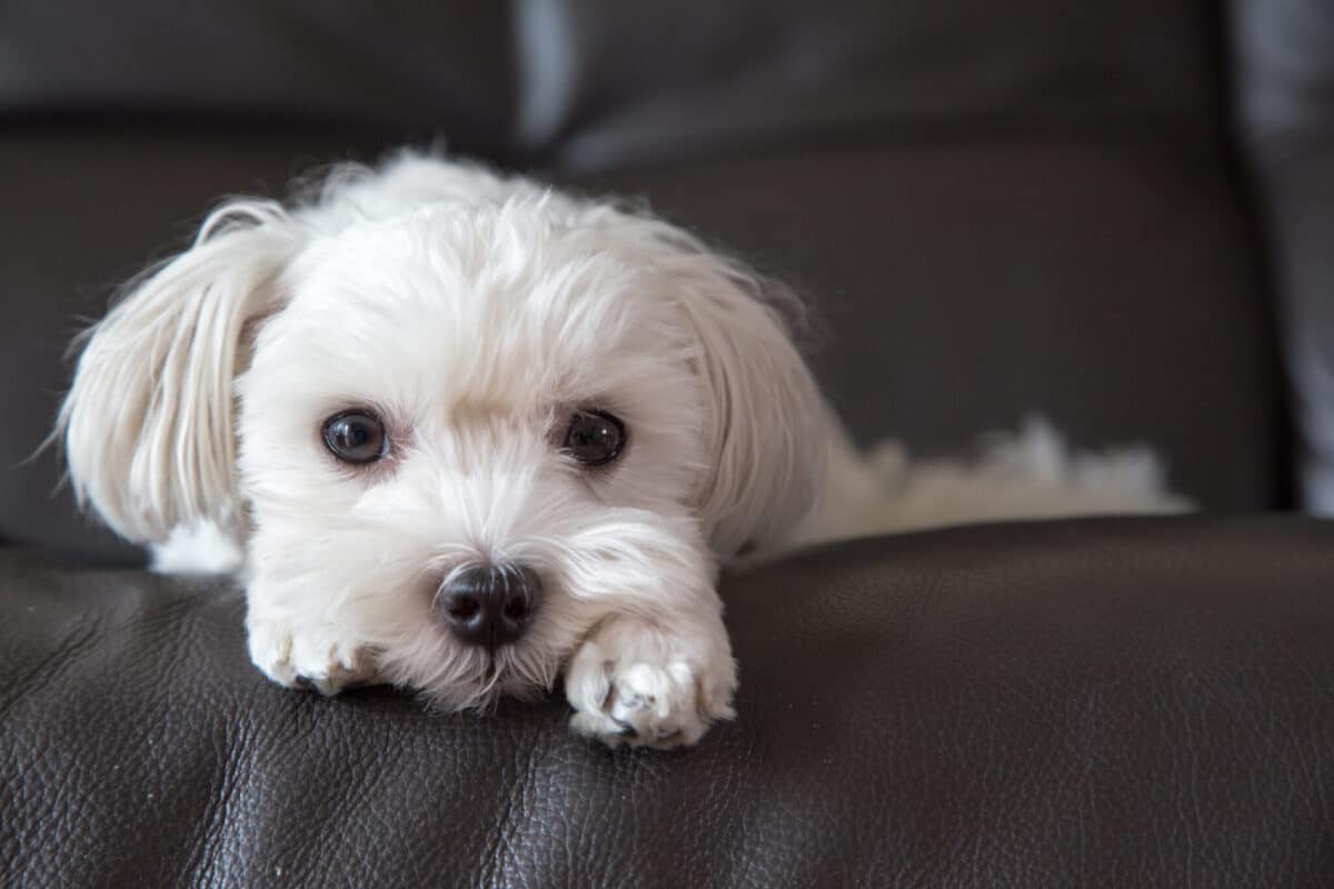 8 Dog Breeds That Are The Ultimate Couch Companions