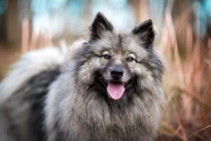 8 Dog Breeds With Shockingly Loud Barks