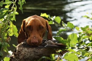 8 Dog Breeds with a Natural Aptitude for Hunting