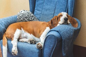 8 Lesser Known Dog Breeds Who Are Super Relaxed