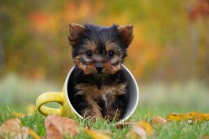 8 Smallest Dog Breeds with Tiny Puppies That Stay
Small