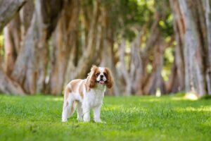 9 Adorable Short-Snouted Dog Breeds