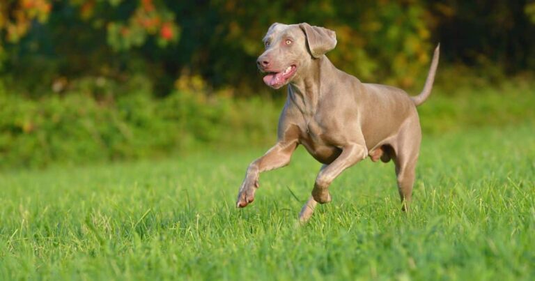 15 Dog Breeds That Make Training a Real Workout