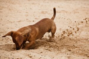 9 Dog Breeds With Hilarious Hidden Talents